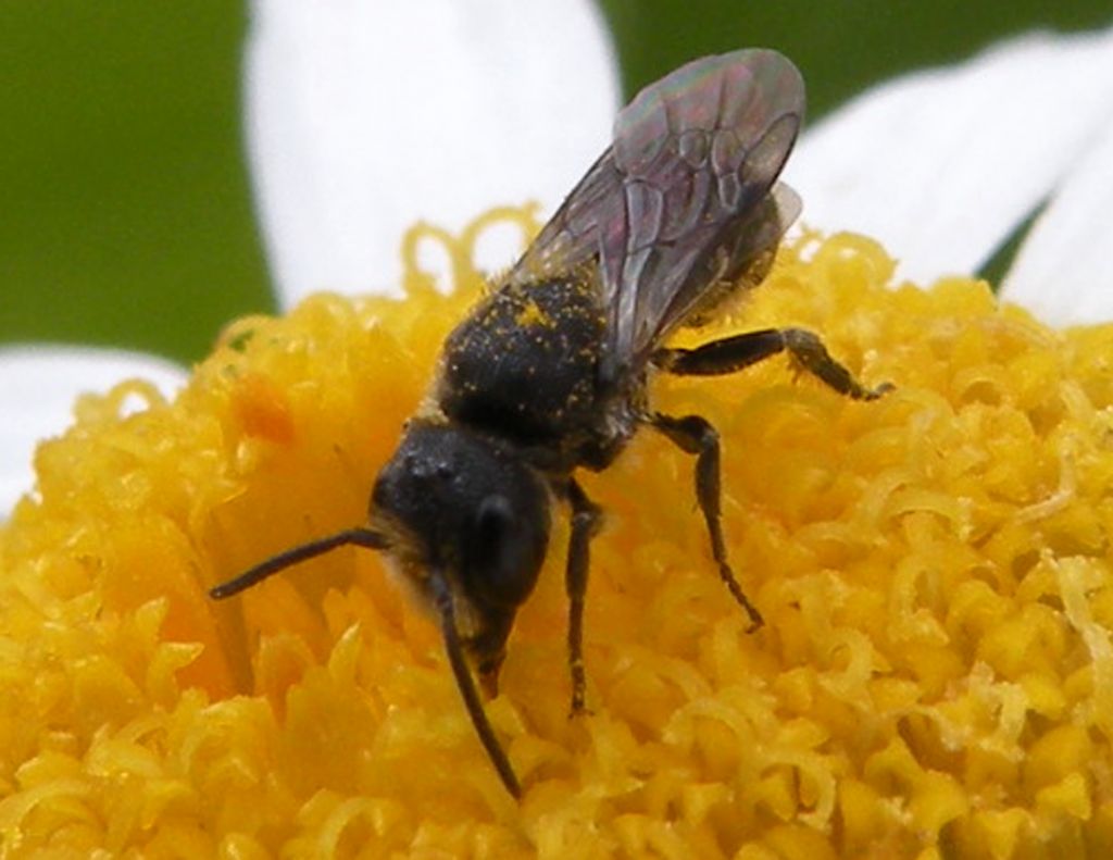 Piccole Andrena sp? No.  Heriades sp. (Apidae Megachilinae)